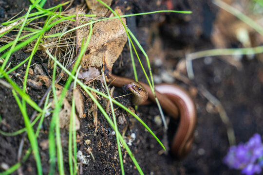 Selective focus shot of slow worms on the ground