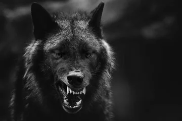 Zelfklevend Fotobehang Greyscale closeup shot of an angry wolf with a blurred background © Björn Reibert/Wirestock
