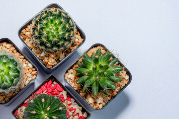 cactus in a pot