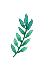 Hand drawn watercolor illustration with sea, underwater life.Calm green algae from the deep sea. Set with hand-painted watercolor elements isolated on white.Nautical elements, sea life, fish, seahorse