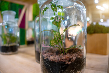 A plant growing inside a glass jar
