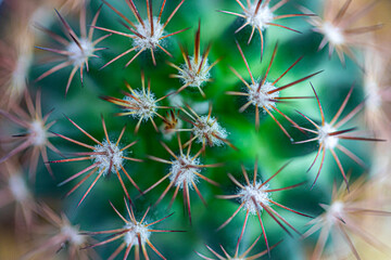 cactus flower background