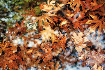 Autumn maple leaves in the water