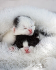 two black and white muzzles of a newborn kitten sleeping on top of each other in a soft knitted scarf. Love for cats. Coziness and tenderness of pets