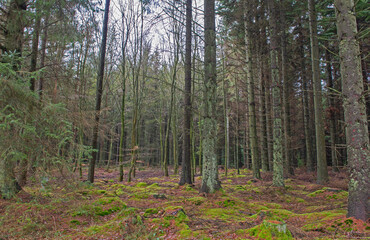 Rural countryside forest landscape with pine trees