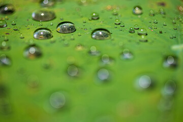 water drops on green leaf