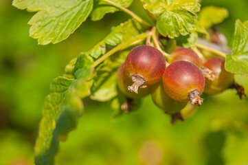 Gooseberry berries on a branch. Gooseberry bush in the forest. The berries are almost ripe.