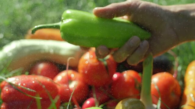 farmer market outdoor. organic vegetables with drops of water, small local farm, farming concept. Farmer selling fresh crops, tomato harvest, carrot, pepper. colourful resh fruits and vegetables