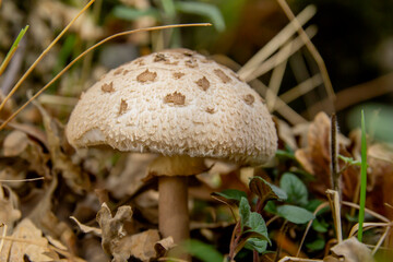 Parasol mushroom