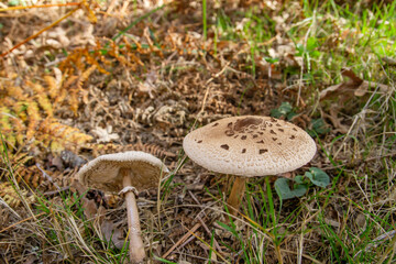 Parasol mushrooms macrolepiota procera