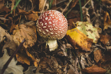 Amanita muscaria psychoactive mushroom