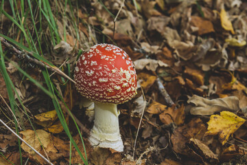 Amanita muscaria psychoactive mushroom