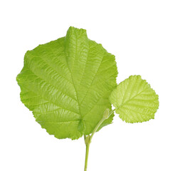 Naklejka na ściany i meble Green hazelnut leaves isolated on white background. Fresh green hazel leaf.