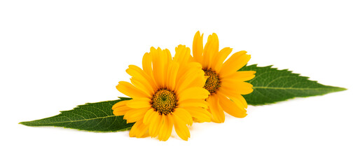 Calendula flowers isolated on white background. Marigold flower. Medicinal herbal plant.