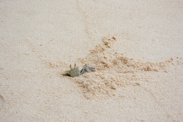 A crab digging a hole on the beach
