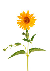 Calendula flowers isolated on white background. Marigold flower. Medicinal herbal plant.