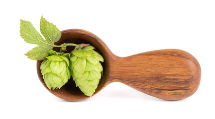 Fresh green hops branch in wooden spoon, isolated on a white background. Hop cones with leaf. Organic Hop Flowers. Close up.