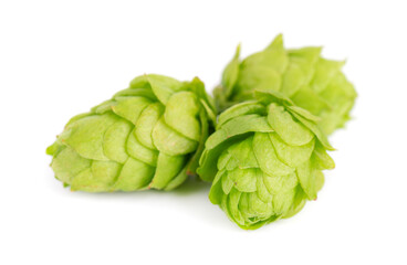 Fresh green hops branch, isolated on a white background. Hop cones with leaf. Organic hop flowers....