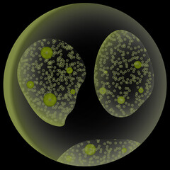 Volvox microalgae colony isolated on black background