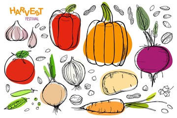 Harvest festival set. Vegetarian healthy food vector illustration. Fresh organic delicious Vegan menu. Food sketch style For farmers market, kitchen print, organic food store, cafe or restaurant