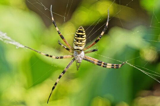 one large yellow striped argiope spider on a white web in nature on a green background
