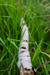 n old log that fell on the green grass