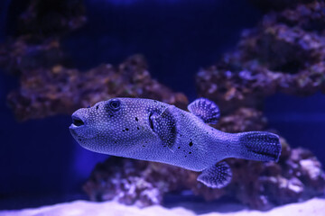 Beautiful tropical puffer fish swimming in aquarium © New Africa