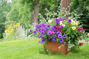Varieties of petunia and surfinia flowers in the pot . Summer garden inspiration for container plants. - obrazy, fototapety, plakaty