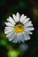 English daisies