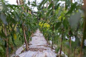 chili garden that is still green waiting for old chilies and ready to harvest