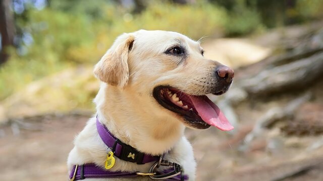 Perro Labrador con collar lila en la montaña.