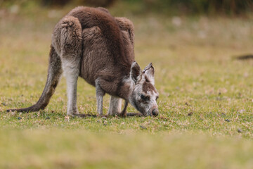Australian kangaroo sitting in a field