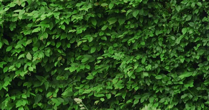Back view of man in brown overalls, protective mask and headphones trimming hedge with electric scissors during summer days. Concept of people and seasonal work.