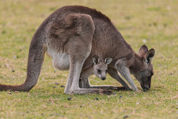 Obraz na płótnie Canvas Australian kangaroo sitting in a field
