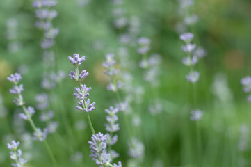 Blurred image of sprigs of lavender with buds against a background of spring greenery.