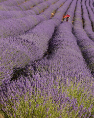 Naklejka na ściany i meble woman in lavender fields lifting red scarf