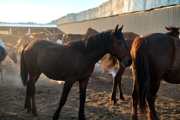 Beautiful horses in the corral in the evening sunset time