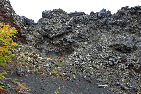 Plants growing on the slag