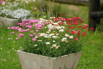 Paris daisy, marguerite or marguerite daisy (Argyranthemum frutescens). Summer garden inspiration for container plants.