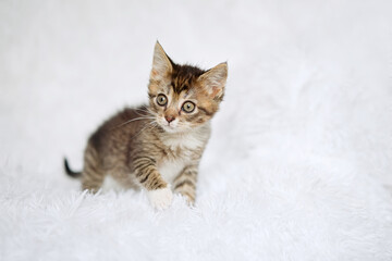 Fototapeta premium Cute little striped kitten sitting on fur white blanket 