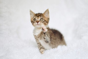 Fototapeta premium Cute little striped kitten sitting on fur white blanket 