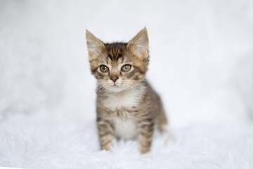 Fototapeta premium Cute little striped kitten sitting on fur white blanket 