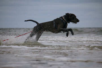 pretty brown hybrid german wirehaired pointer dog runs through the waves on the beach