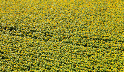 blühendes Sonnenblumenfeld aus der luft