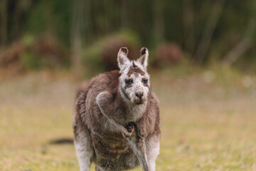 Naklejka na ściany i meble Australian kangaroo sitting in a field