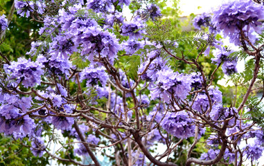 JACARANDA
