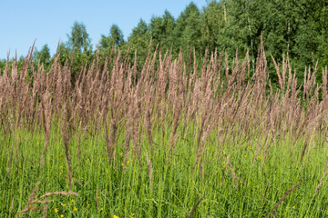 Achnatherum calamagrostis plants near the forest in summer