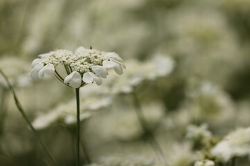 fiori bianchi in estate