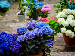 【奈良】長谷寺の初夏 紫陽花 階段
