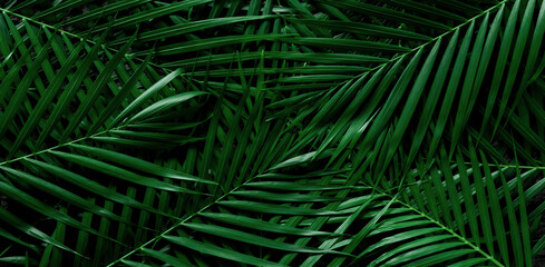 Naklejka na ściany i meble tropical green palm leaf and shadow, abstract natural background, dark tone